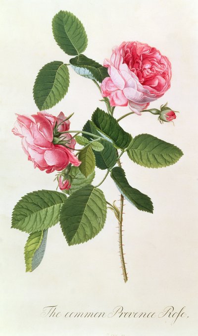 Die Gemeine Provence-Rose von Georg Dionysius Ehret